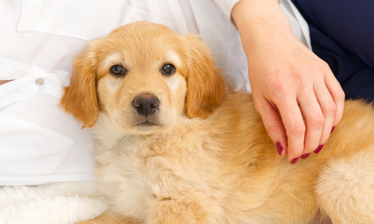 La stenosi aortica nel cane